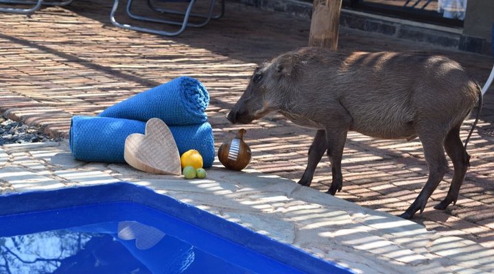 Bliss Wildlife Escape