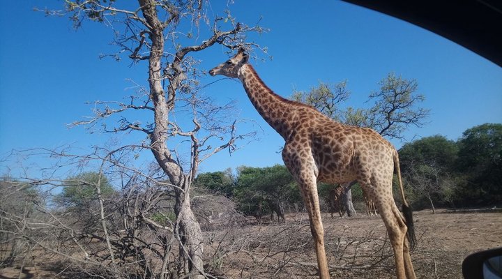 Bliss Wildlife Escape