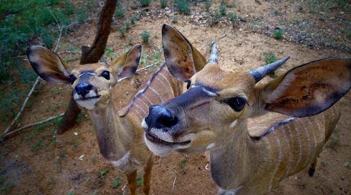 Bliss Wildlife Escape