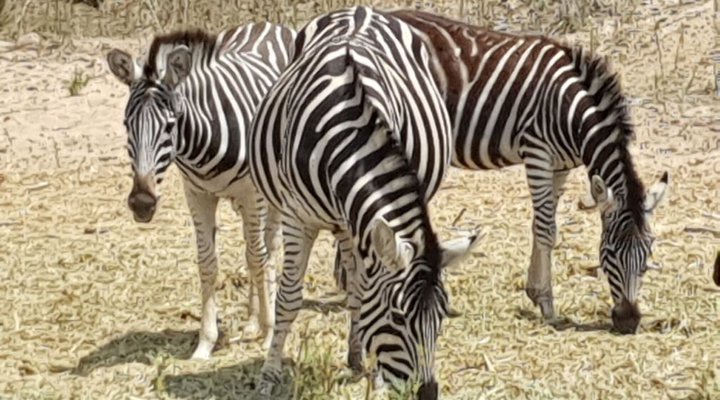 Bliss Wildlife Escape