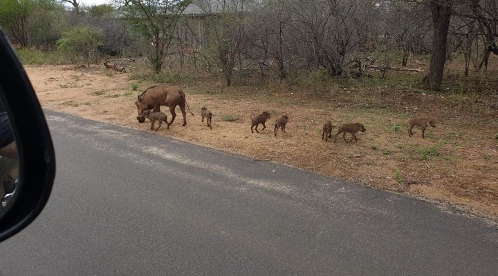 Bliss Wildlife Escape