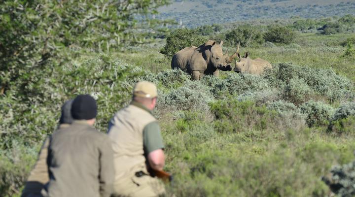 Shamwari Explorer Camp