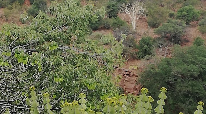 Tshulu Wilderness Camp