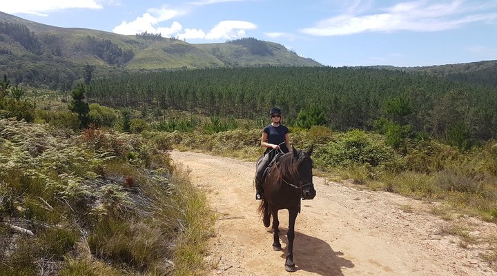 Cypress Hill Horse Farm