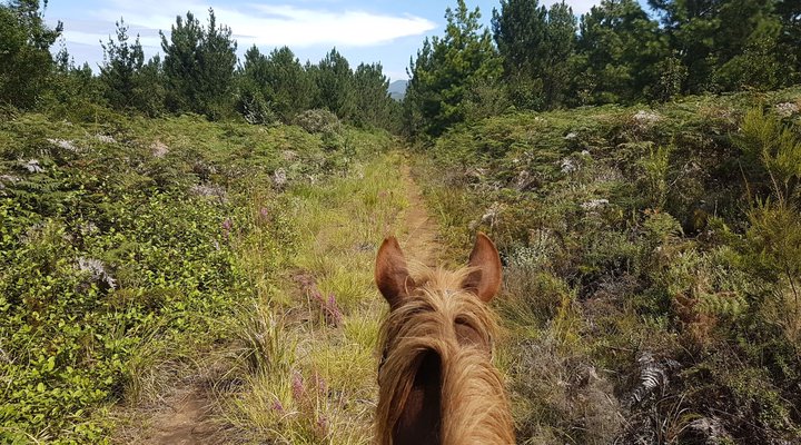 Cypress Hill Horse Farm
