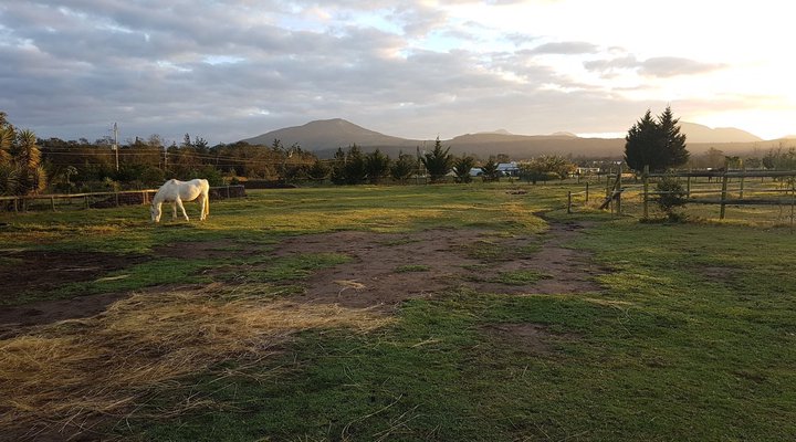 Cypress Hill Horse Farm