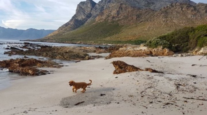 Klip Cottage – Guest House – Western Cape, Rooiels