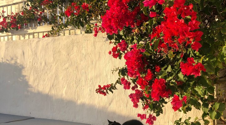 Kalk Bay Cottage