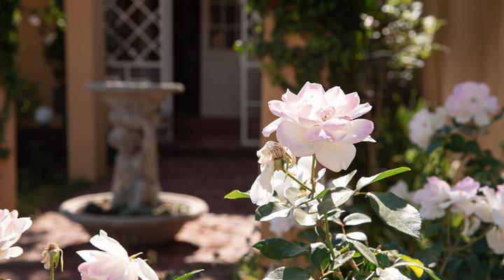 Roses and Pebbles B & B Guest House