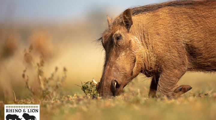 Rhino and Lion Nature Reserve 