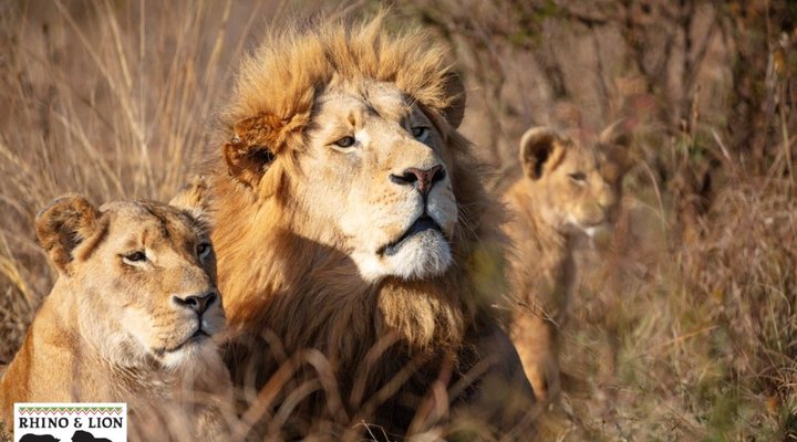 Rhino and Lion Nature Reserve 