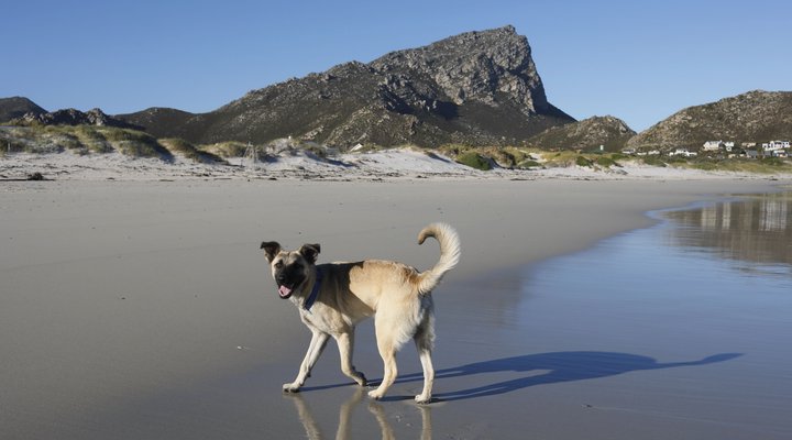 Blue Dog Accommodation