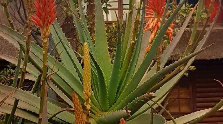 Bushveld River Thatch Retreat