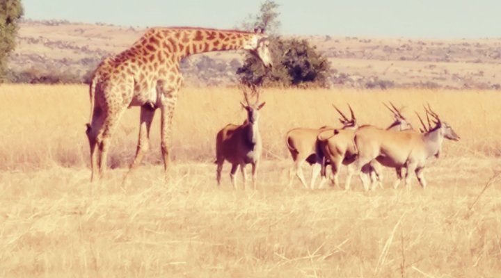 Kumbagana Game Lodge