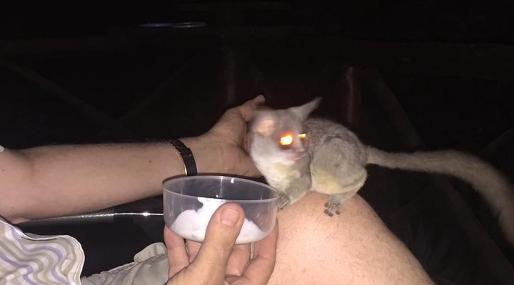 Live-A-Little - Marloth Park