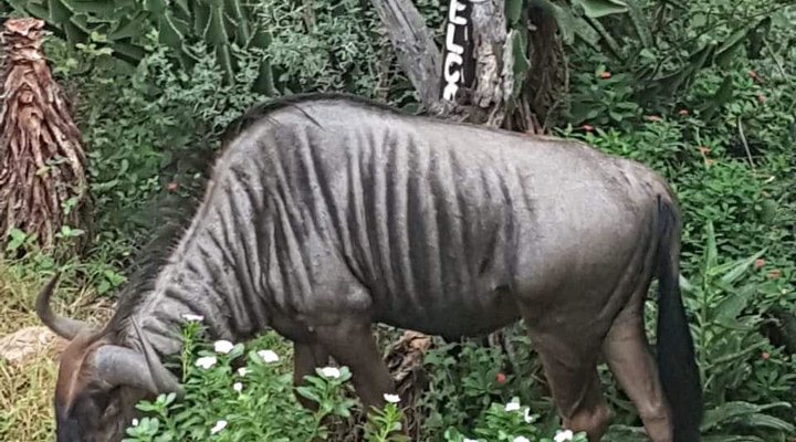 Live-A-Little - Marloth Park