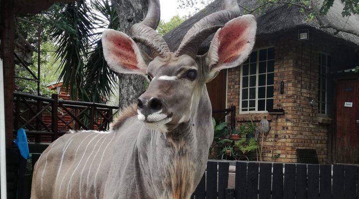 Live-A-Little - Marloth Park