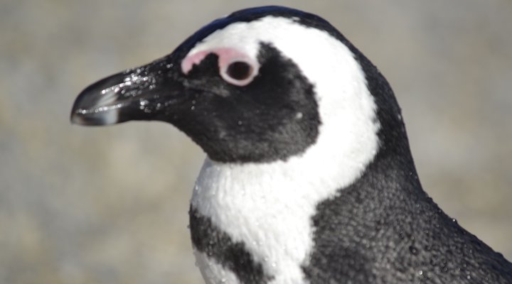 Oceans Drift Guest House