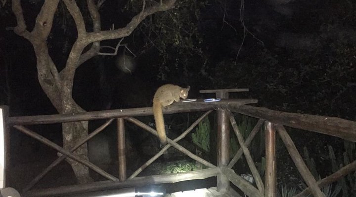 Live-A-Little - Marloth Park