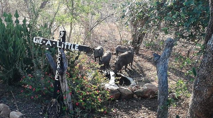 Live-A-Little - Marloth Park