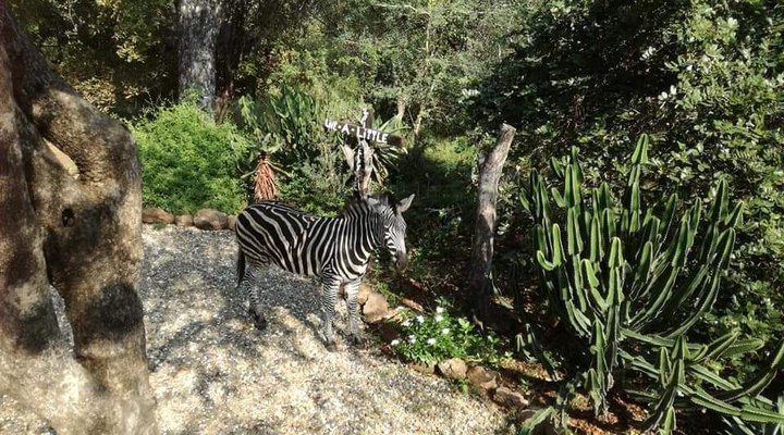 Live-A-Little - Marloth Park