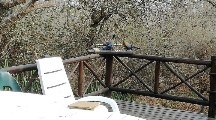 Live-A-Little - Marloth Park