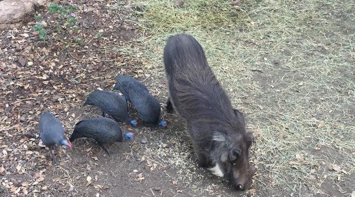 Live-A-Little - Marloth Park