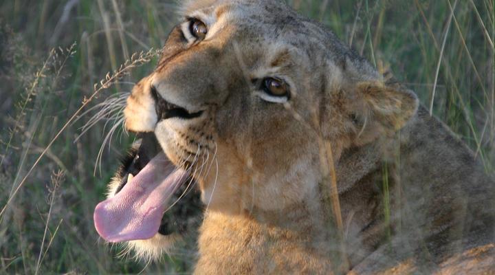 Shiduli Private Game Lodge