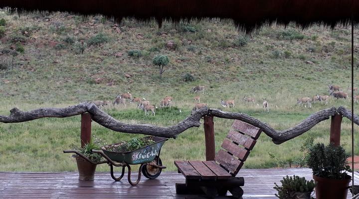 StoneChat Game Lodge