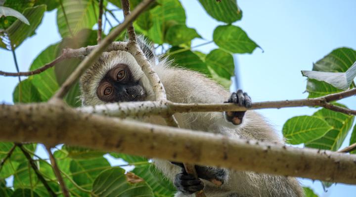 Nic's Tented Lodge - Mkoma Bay