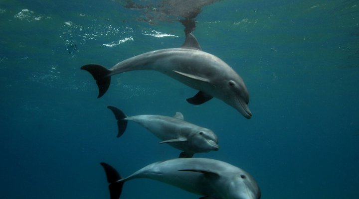 Gala Gala Eco Resort Private Campsites