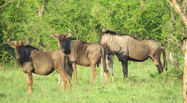 Dombeya Game Reserve, Mkhiweni Lodge