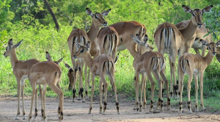 Dombeya Game Reserve, Mkhiweni Lodge