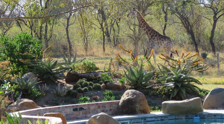 Dombeya Game Reserve, Shonalanga Lodge