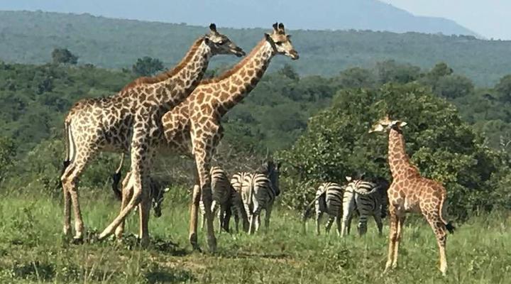 Dombeya Game Reserve, Shonalanga Lodge