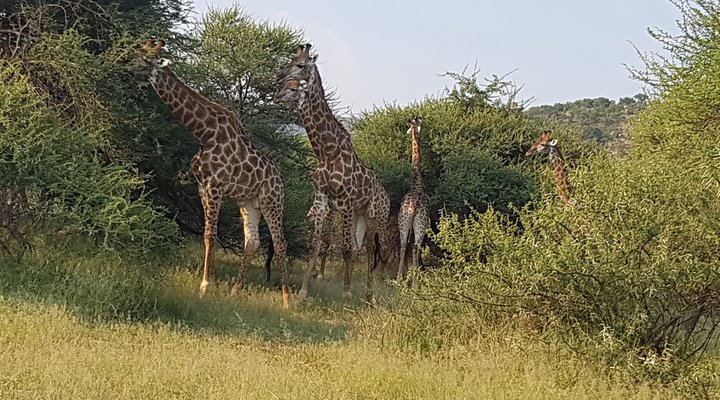 Mabalingwe Nature Reserve Self-catering House