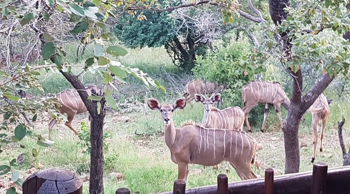 Mabalingwe Nature Reserve Self-catering House