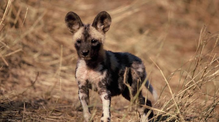 Hoedspruit Endangered Species 