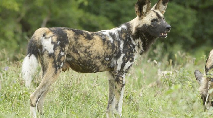 Hoedspruit Endangered Species 