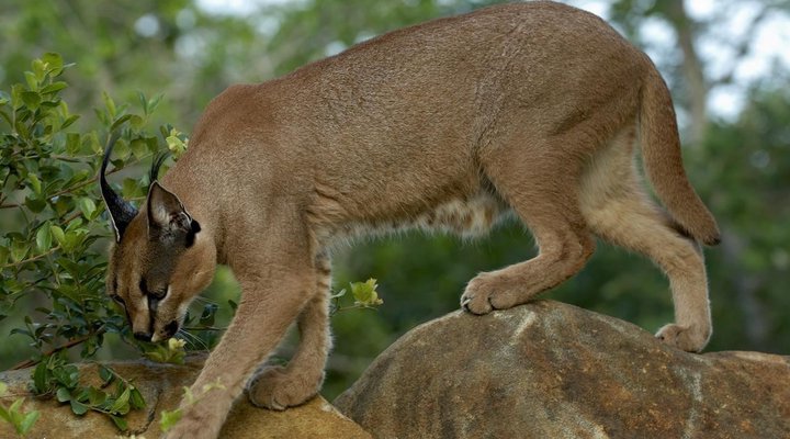 Hoedspruit Endangered Species 