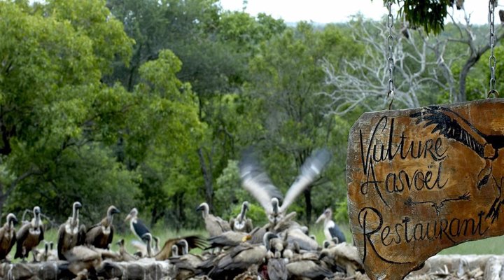 Hoedspruit Endangered Species 