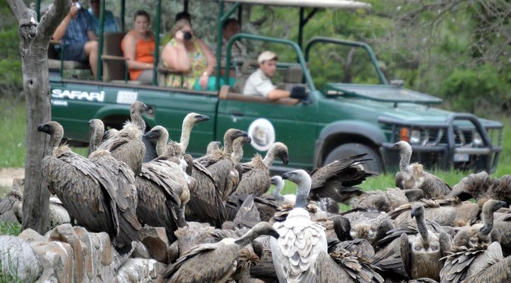 Hoedspruit Endangered Species 