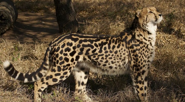 Hoedspruit Endangered Species 