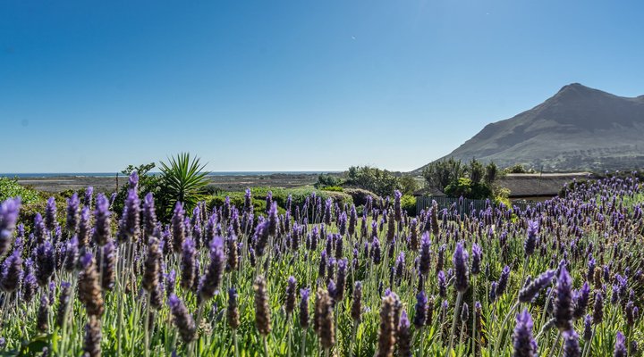 Blue Tangerine Guest House