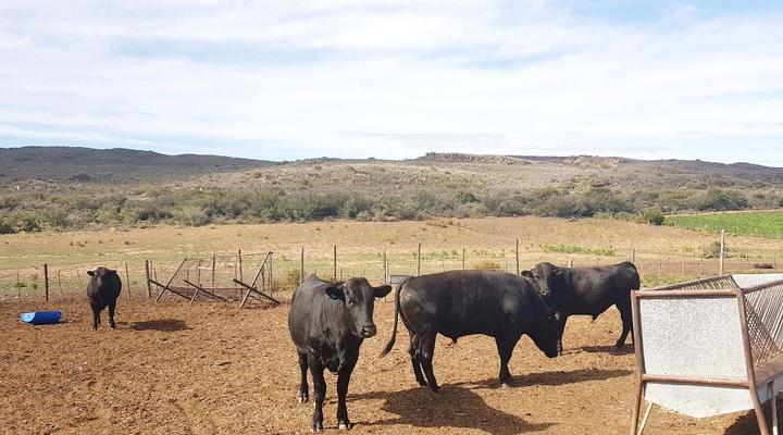 Kleindoorn Guest House