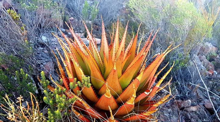 Kleindoorn Guest House