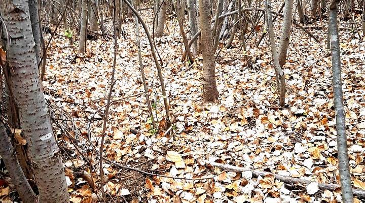 Kleindoorn Guest House