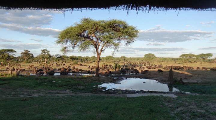 Senyati Safari Camp