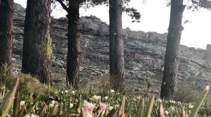 Mountain Mist 
