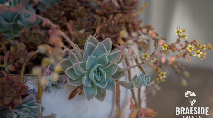 Braeside Country Cottage